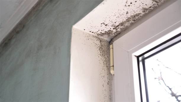 Best Toxic Mold Removal  in Fairfield Plantation, GA