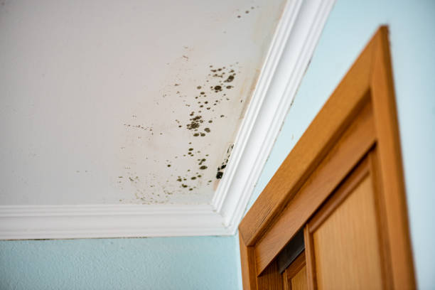 Office Mold Removal Services in Fairfield Plantation, GA