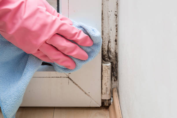 Best Certified Mold Removal  in Fairfield Plantation, GA