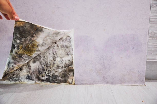 Best Mold Testing  in Fairfield Plantation, GA